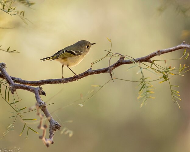 Ruby-Crowned Kinglet