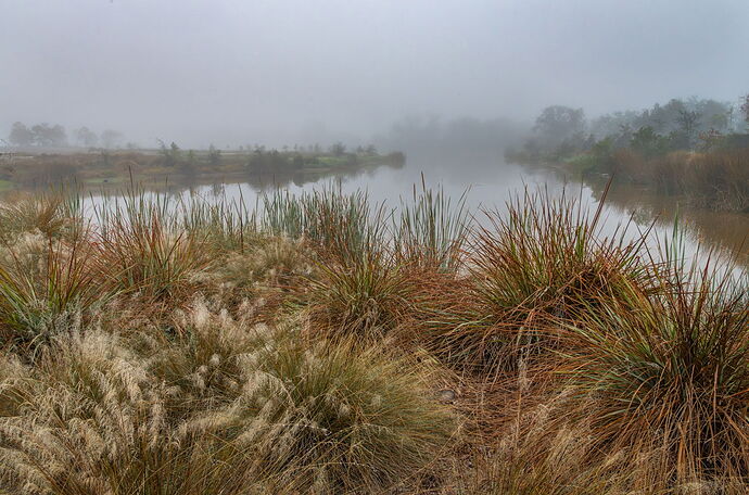 Robinson Preserve in the fog 3-1.jpg