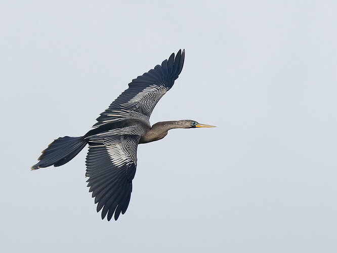 Anhinga 7.jpg