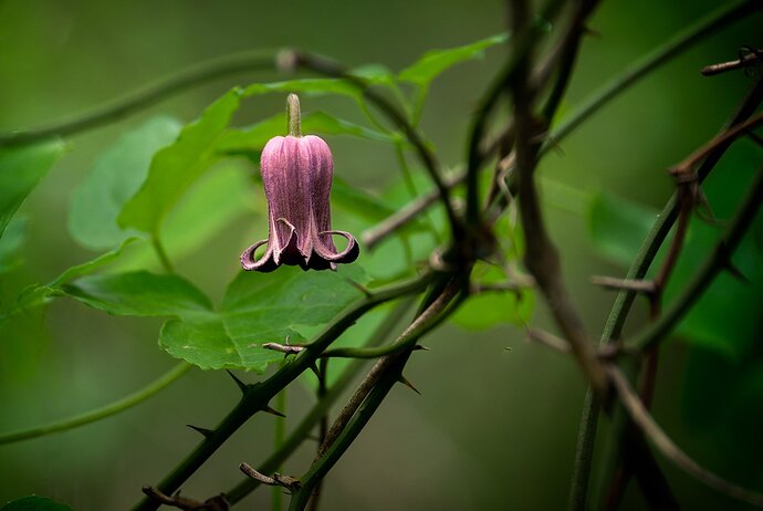 pitcher-flower-DSC_2565-3