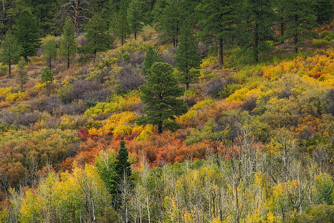 Autumn Collage Above Fisher Valley.jpg
