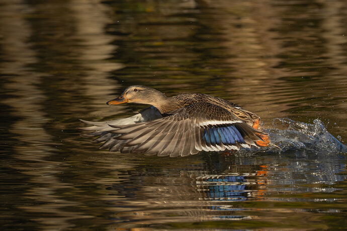 Mallard 9.jpg