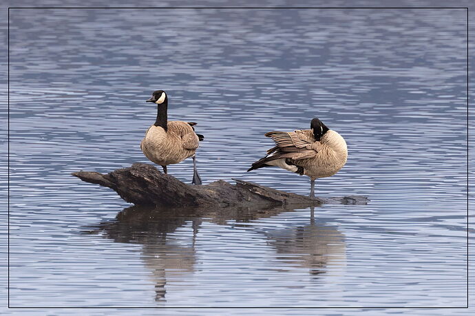 Cackling Geese-NPN.jpg