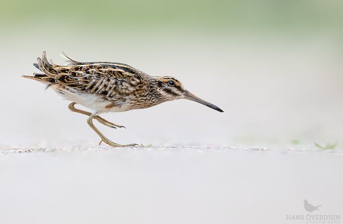 Jack Snipe out in the open