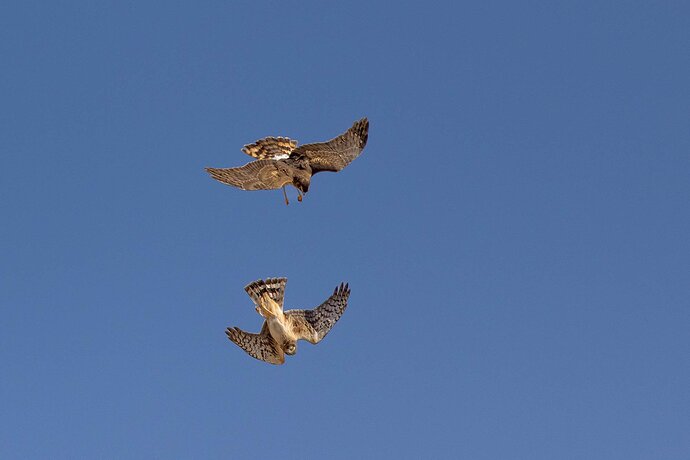 Harrier Courtship 1-1.jpg