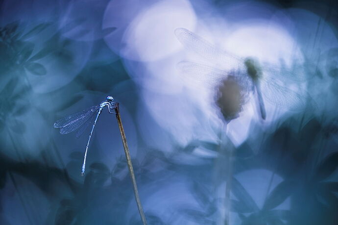 Macro Compositions 3