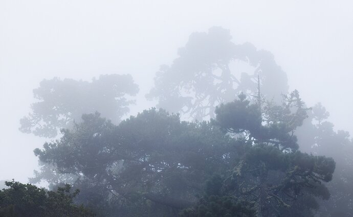 Point Reyes Fog #1