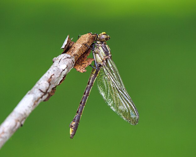Invading army on Memorial Day