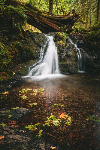 Falls in the Forest