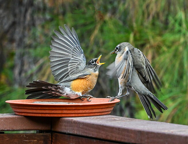 Original - ROBINS.jpg