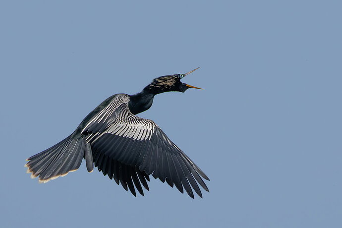 Anhinga 5.jpg