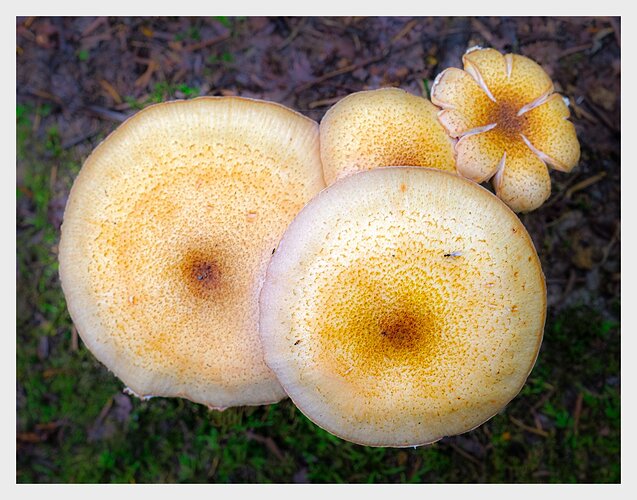 Mushrooms in Repose