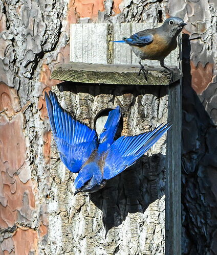 BLUEBIRDS.jpg