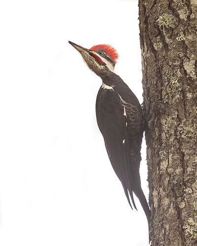 Pileated Woodpecker2-NPN.jpg