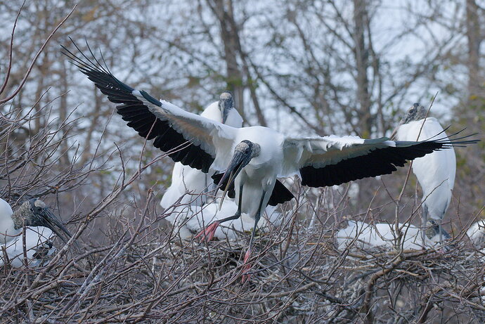 DSC_6248_DxO.jpg