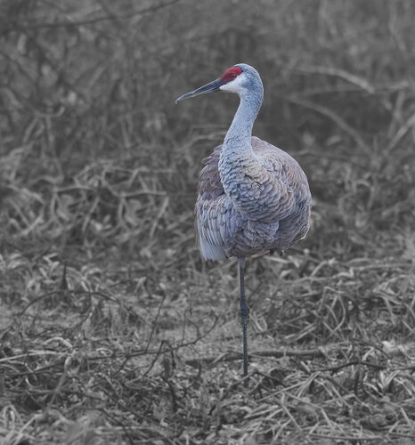 Original - DSC_7023_DxO.jpg