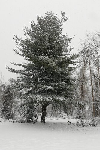 Snowy Pine