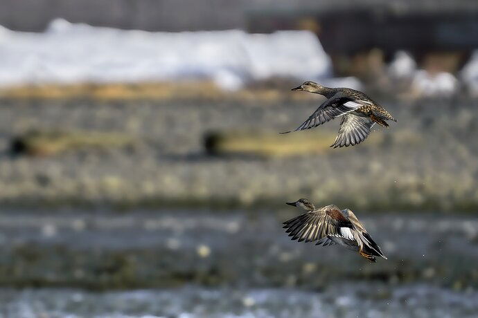 Gadwalls-Away-copy