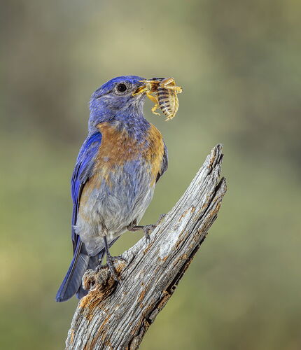 _49A1980-Edit-Edit-Edit