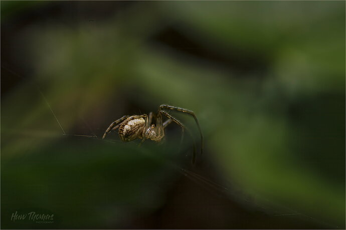 Revision 1 - spider final 20260717-DSC04849-Edit.jpg