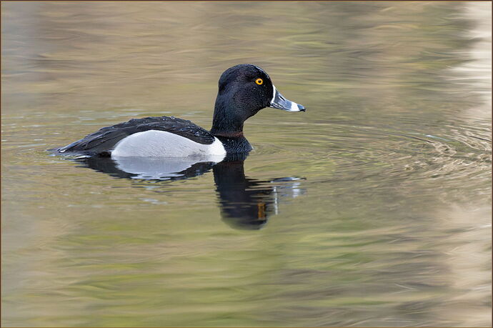 -20260206-_SA16756-McLane Creek-DxO_DeepPRIME 3-Edit.jpg