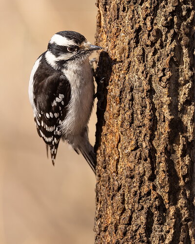 Downy WoodpeckerF-NPN.jpg