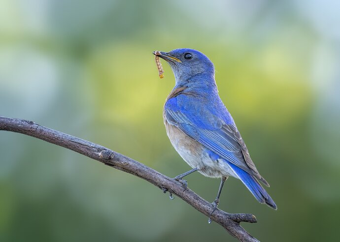 Western Bluebird with breakfast for the kids