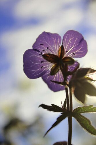 backyard flower