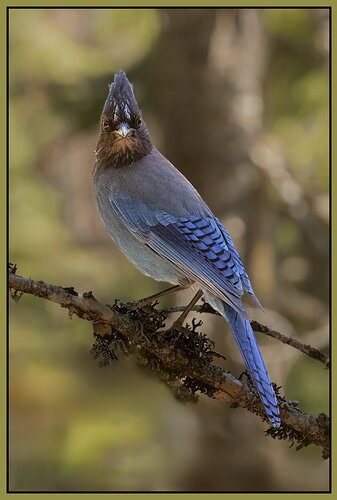 Birding Central Oregon