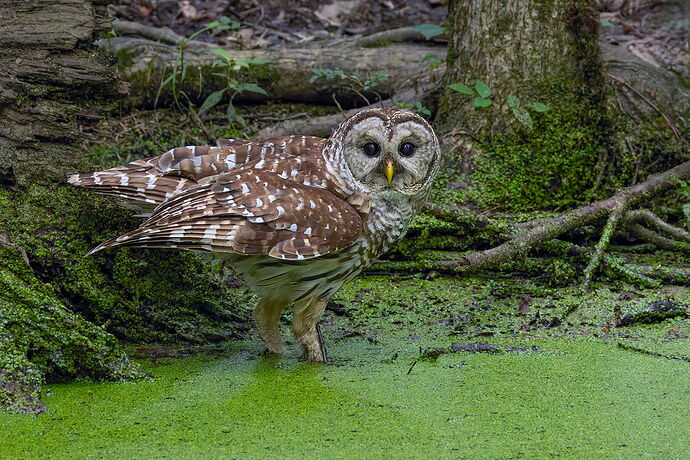 Barred Owl 9