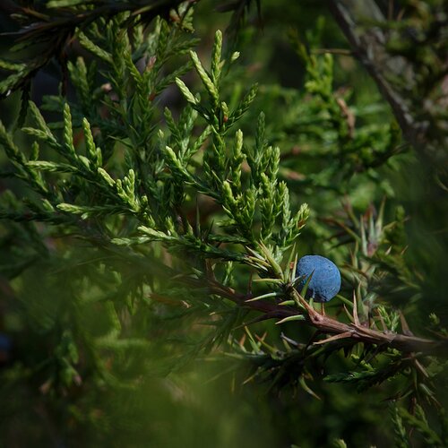 Surrounded by Cedar