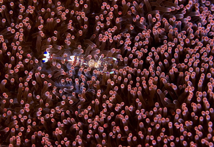 Lembeh-Aug2025-1766-e-L(1920).jpg