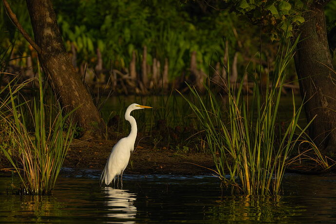 Great Egret 77.jpg