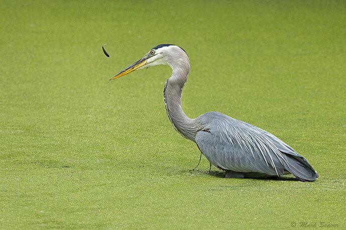 Attempted Escape-3.jpg