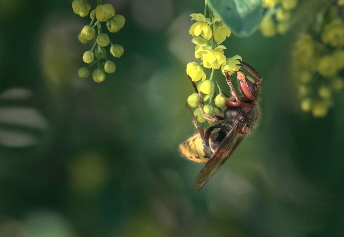 2025-05-01_Vespa-crabro-edited