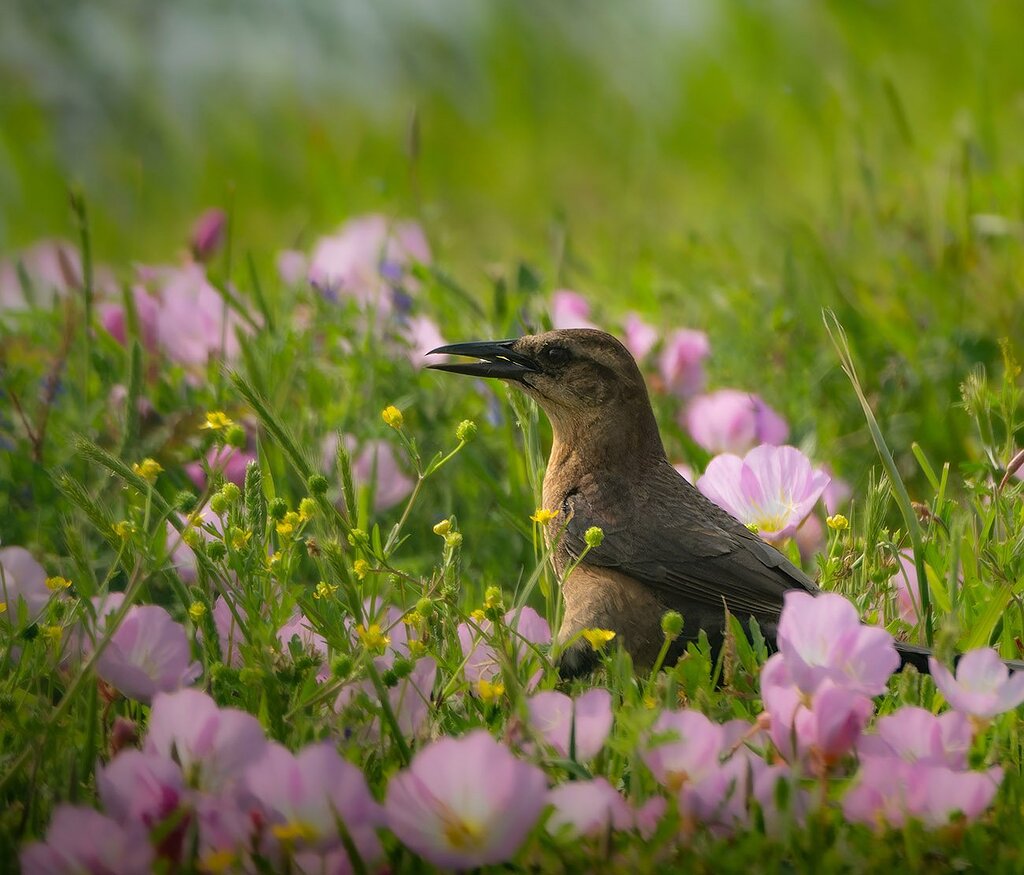 female-boat-tailed-grackle-during-a-dreamy-golden-hour-rework-avian