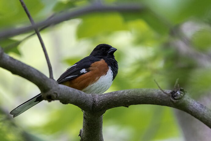 Eastern Towhee