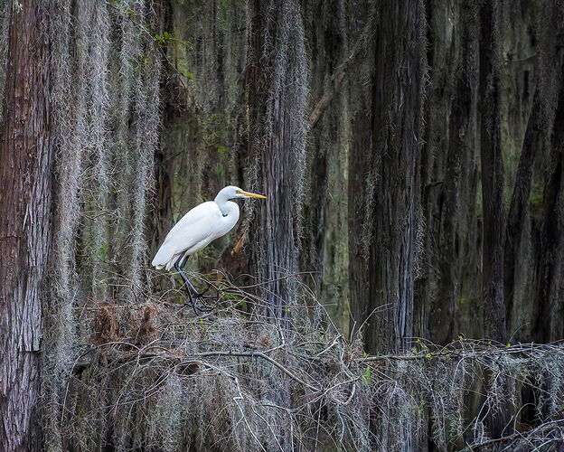 dcampbell-great-egret-caddo-lake-tx-2025-npn