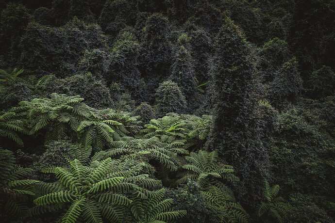 20250428_Australia_BlueMountains_171-001.jpg