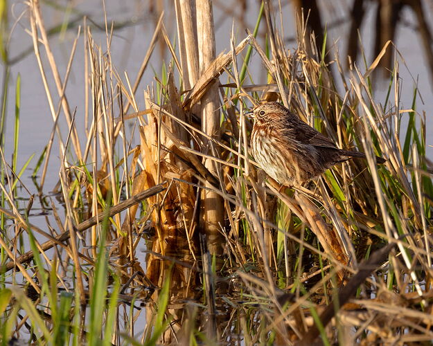 Song Sparrow-NPN.jpg