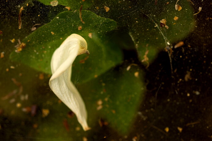 Angel Dreams 864A6392.jpg