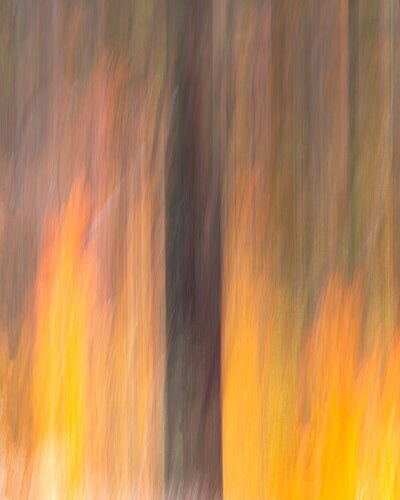 Tree-in-Flames_Cropped4x5