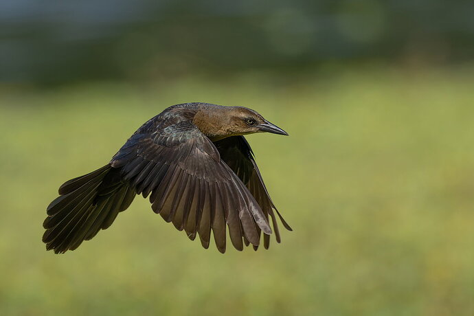 Boat-tailed Grackle 1.jpg