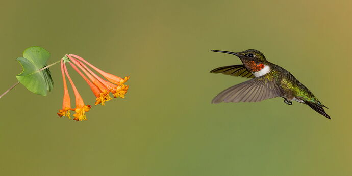 Ruby-throated Hummingbird 106.jpg