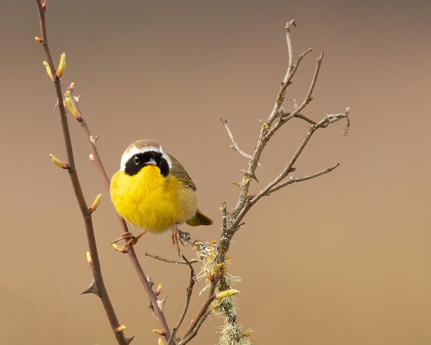 Common Yellowthroat-4230-Edit.jpg