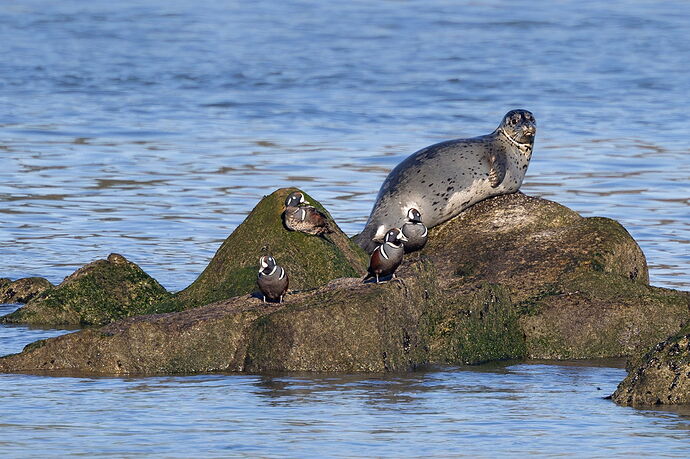 Harlequin Ducks and Seal-NPN.jpg
