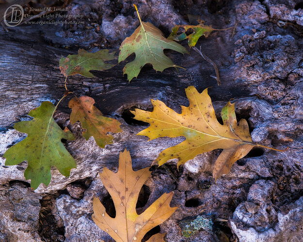 _DSC5599_ShadesOfAutumn.jpg
