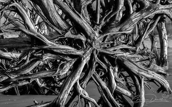 NPN_DRIFTWOOD_BEACH_FTU5404_v2