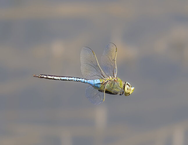 Russ-Common green darner #4-1