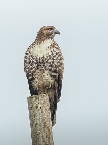 Red-tailed Hawk